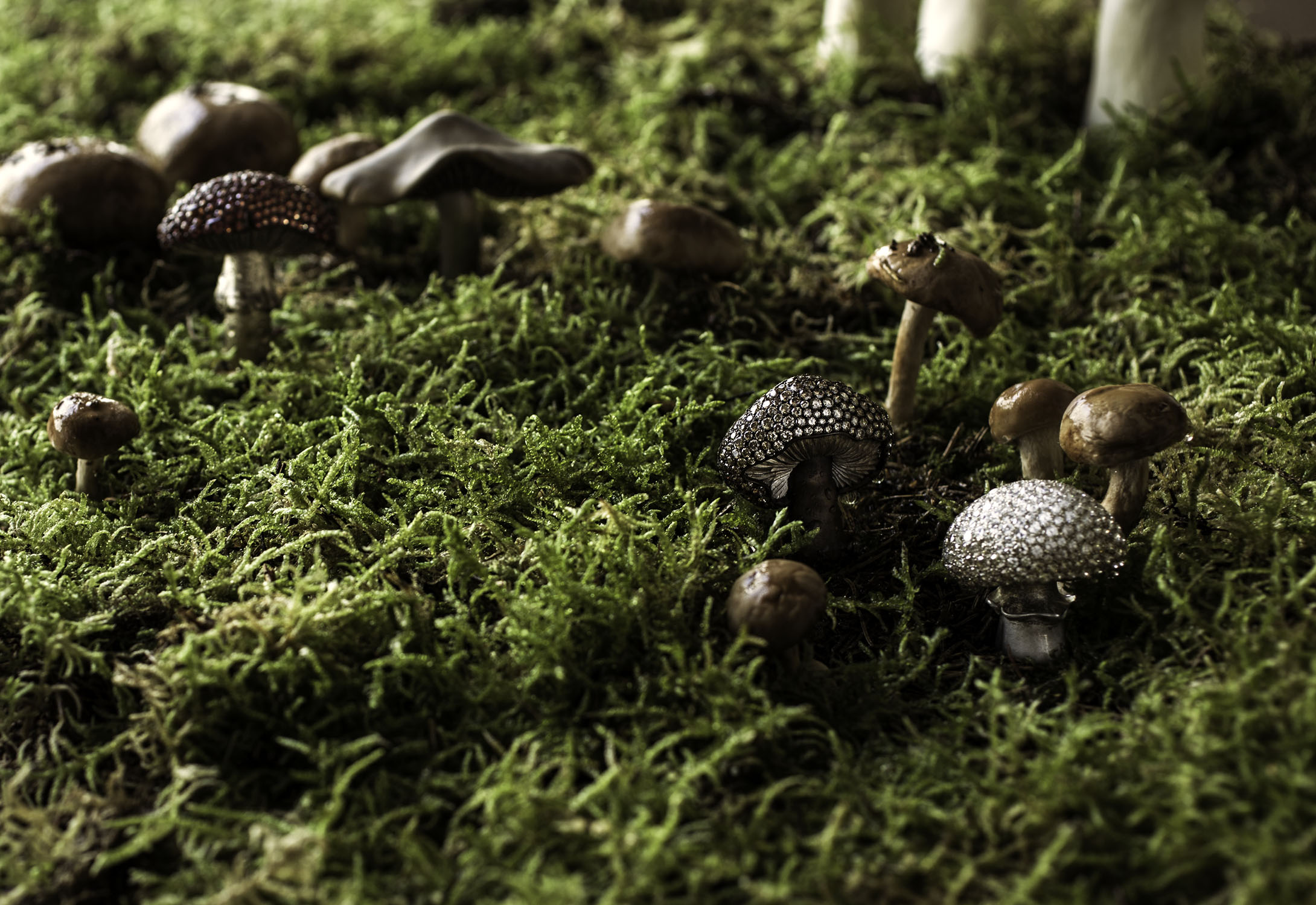 Landscape with mushrooms